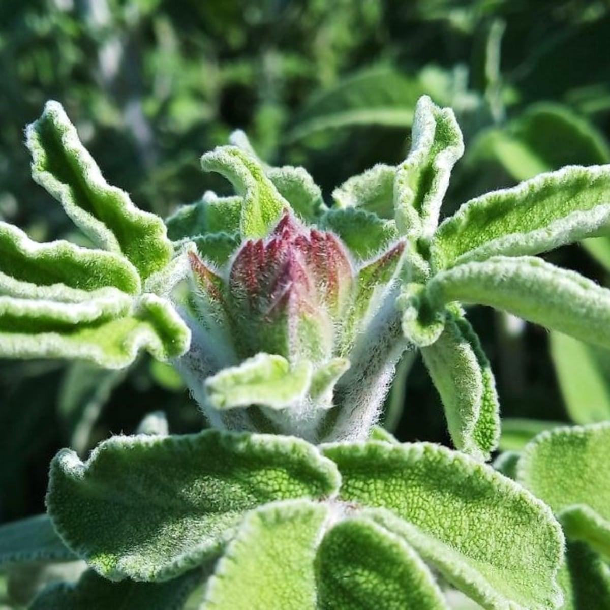 Cretan Sage - tofillo - Herbs - Cretan Garden GmbH