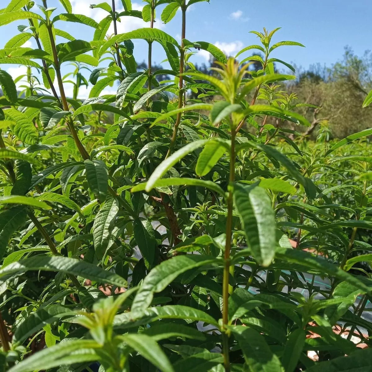 Tofillo organic lemon verbena - tofillo - Herbs - Cretan Garden GmbH