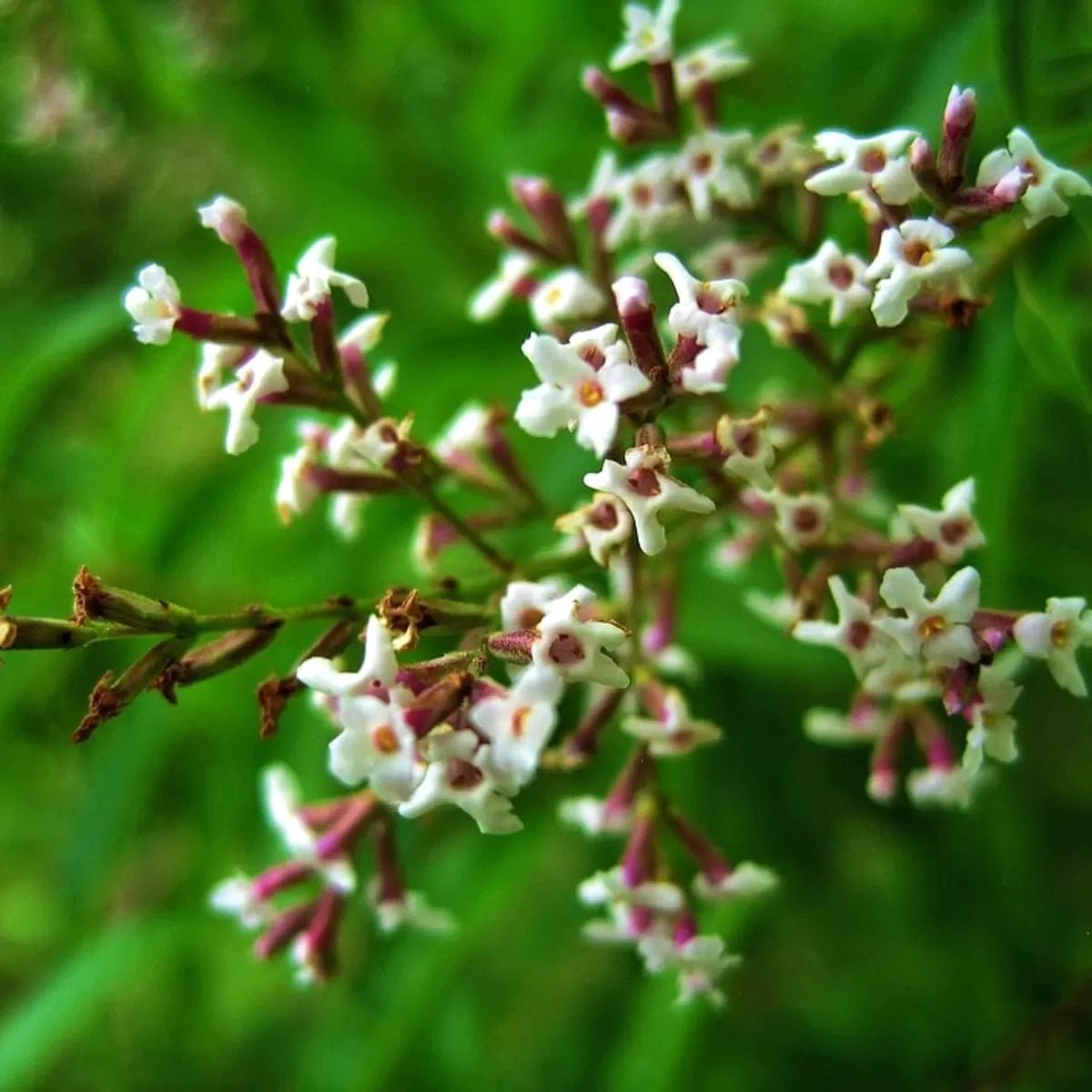 Tofillo organic lemon verbena - tofillo - Herbs - Cretan Garden GmbH